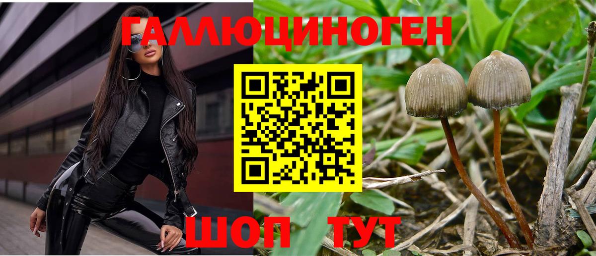 Псилоцибиновые грибы Psilocybine cubensis Зерноград